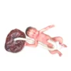 Baby Lara - Bebé prematuro de parto